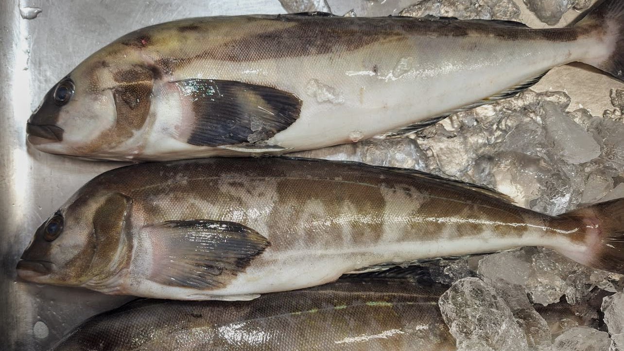 毎朝漁港から直送！珍しい魚介類も黒澤料理長が吟味したイチオシの旬食材！