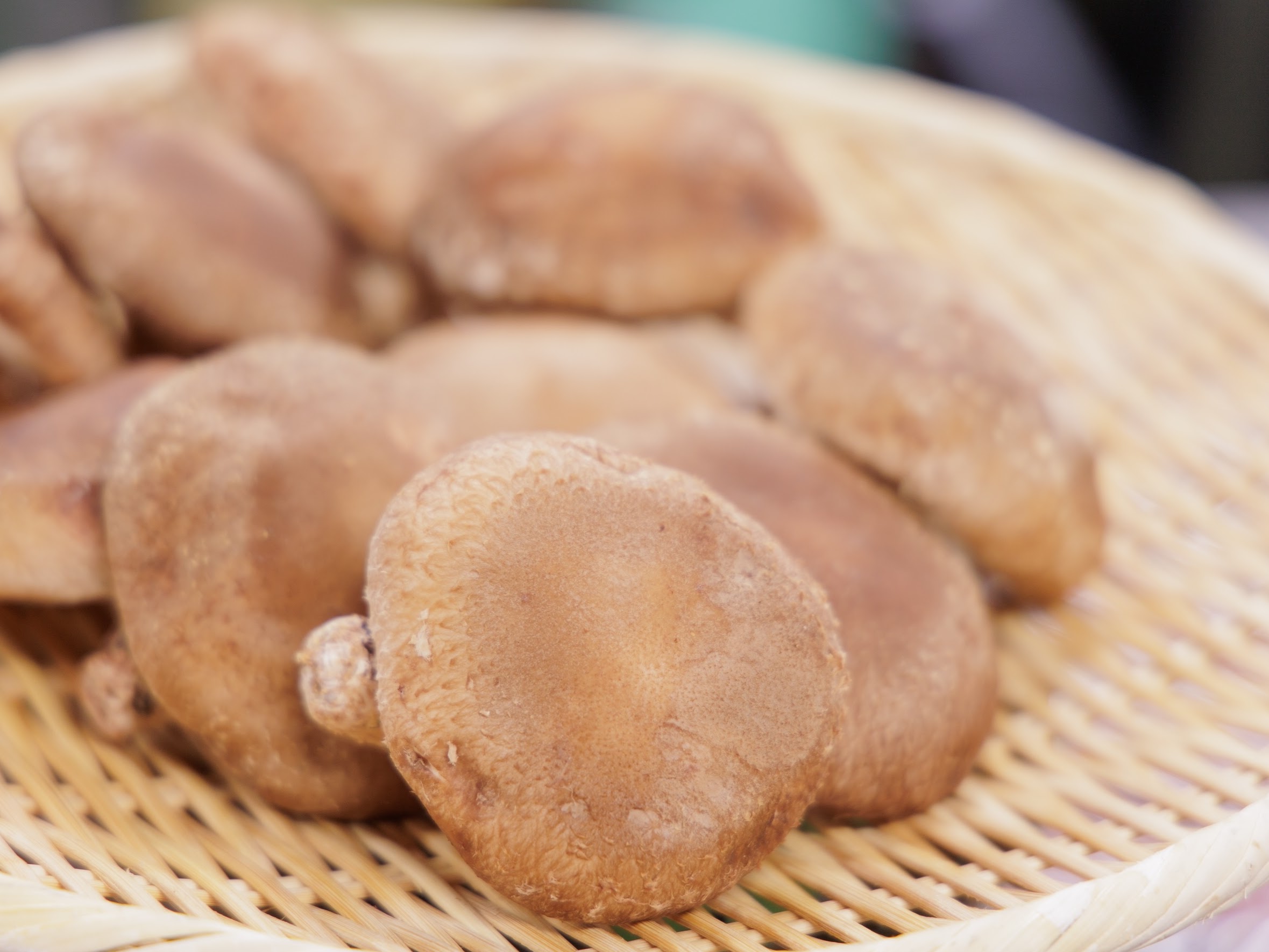 南会津町産の採れたて椎茸は、肉厚で香りも良く味も一級品！