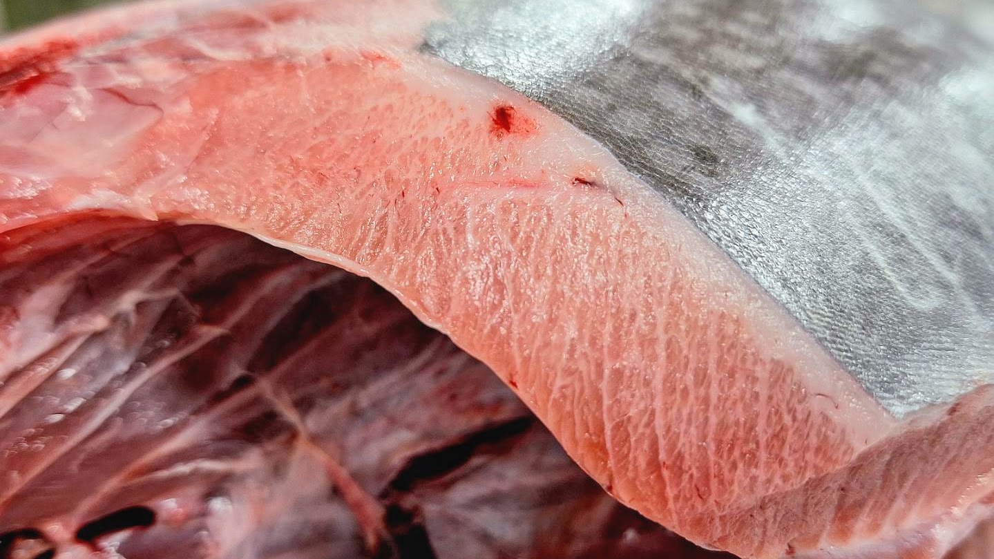 【大好評♪３月までの限定海鮮バイキングプラン】朝、漁港から直送される新鮮なマグロの大トロ！