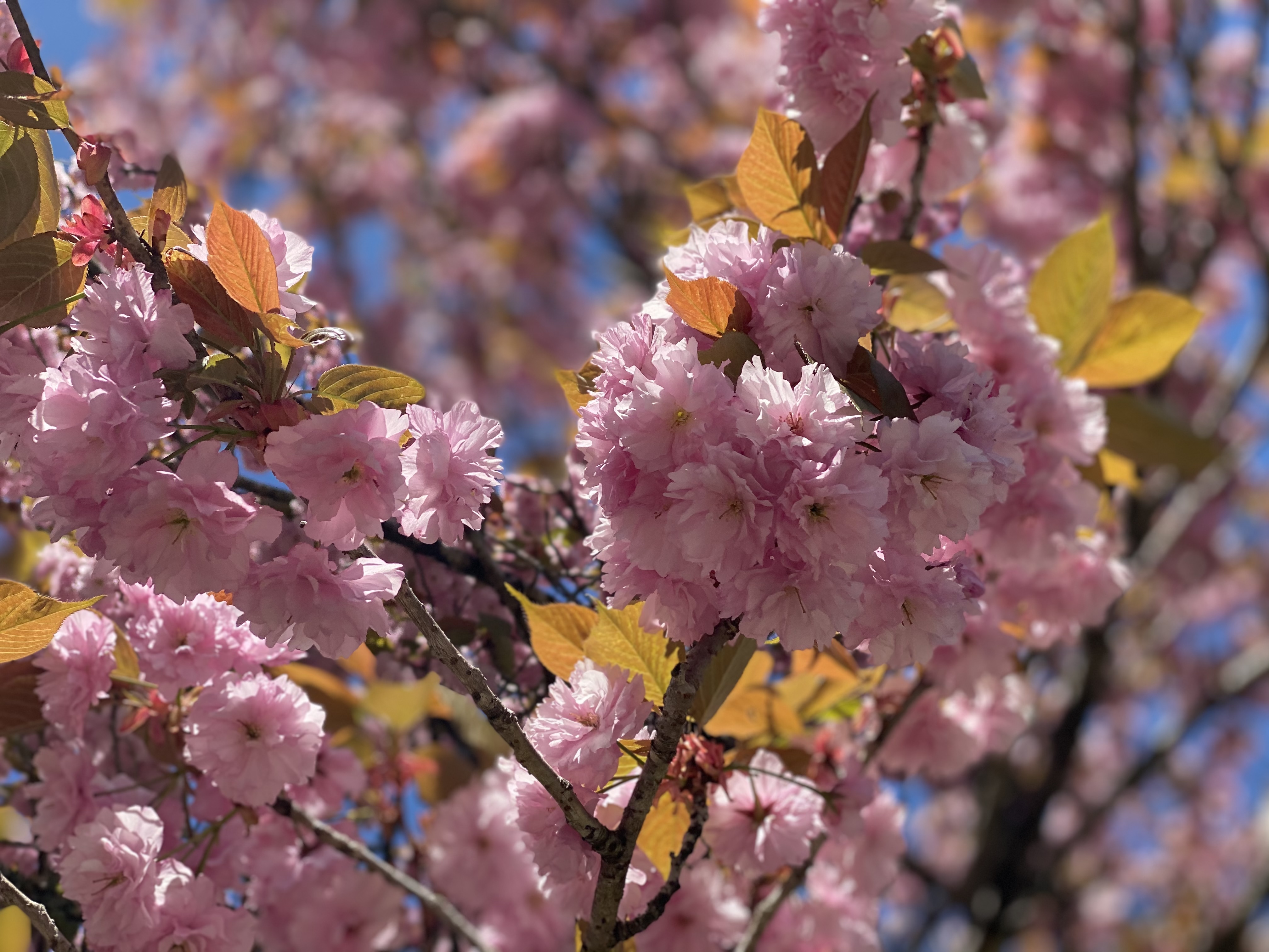 満開のぼたん桜(4/26現在)