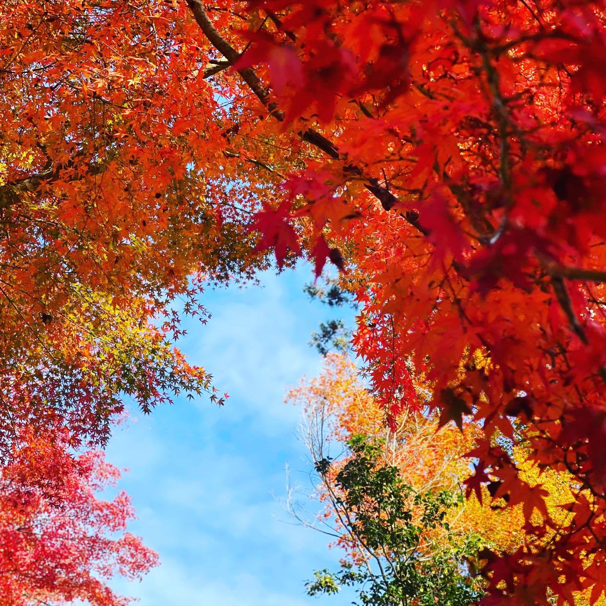 多羅尾代官所跡の紅葉