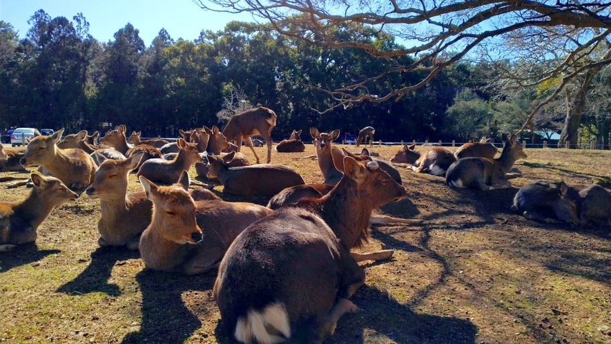 奈良公園　鹿だまり