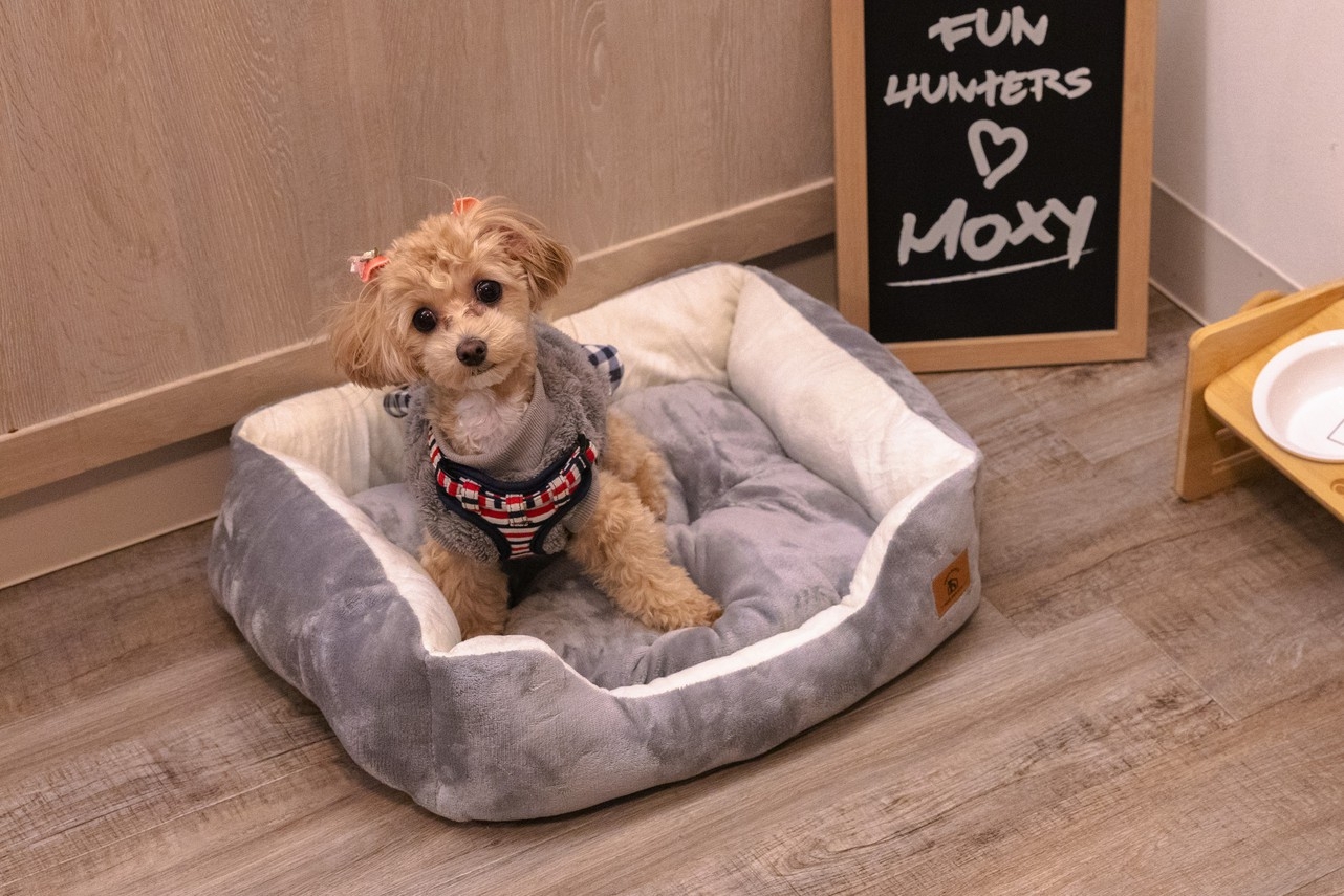 ドッグラバーズ・ウェルカムプラン~Dog Lovers Welcome~素泊まり