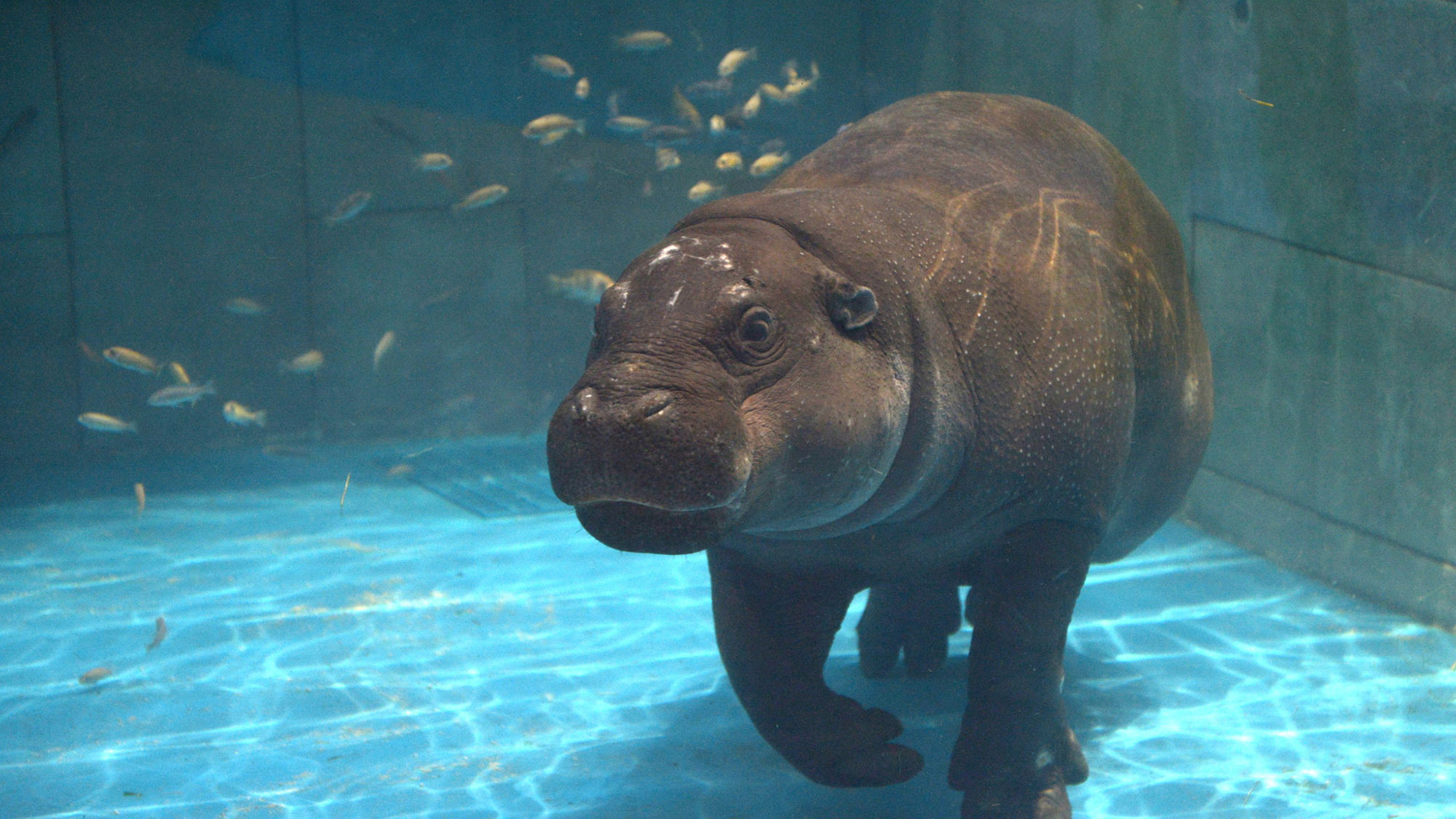 【感性に触れる旅】生きているミュージアム体験！ニフレルチケット付きプラン