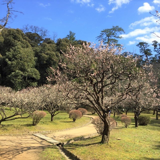 城山、梅の花