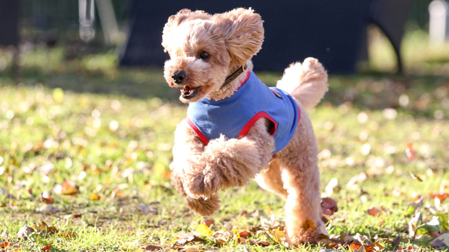 【ラグジュアリールームで愛犬と至福の時を】ワンちゃんと一緒に楽しむイタリアンフルコース≪１泊２食≫