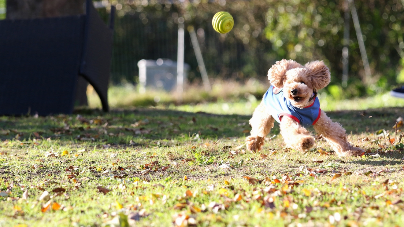 《秋季限定》愛犬と楽しむオータムオーベルジュ・特製イタリアンフルコースディナーを【1泊夕食】