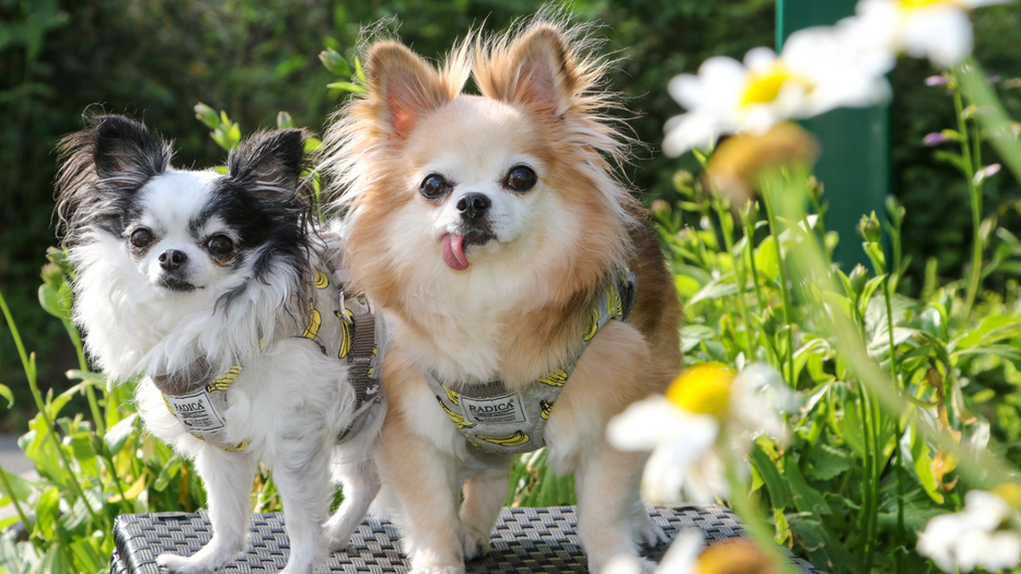 愛犬と過ごす贅沢なひとときを、愛犬家のためのラグジュアリーリゾート≪1泊朝食≫