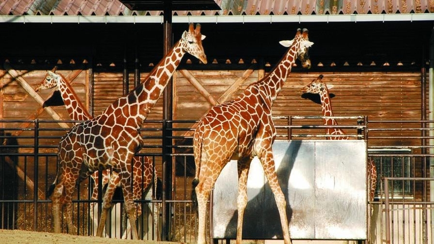 とべ動物園