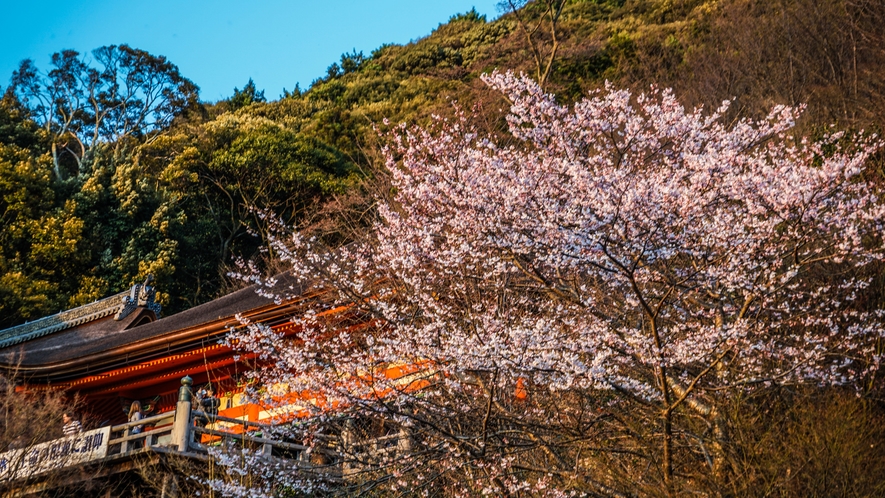 約1,500本の桜が咲き誇る世界遺産「清水寺」