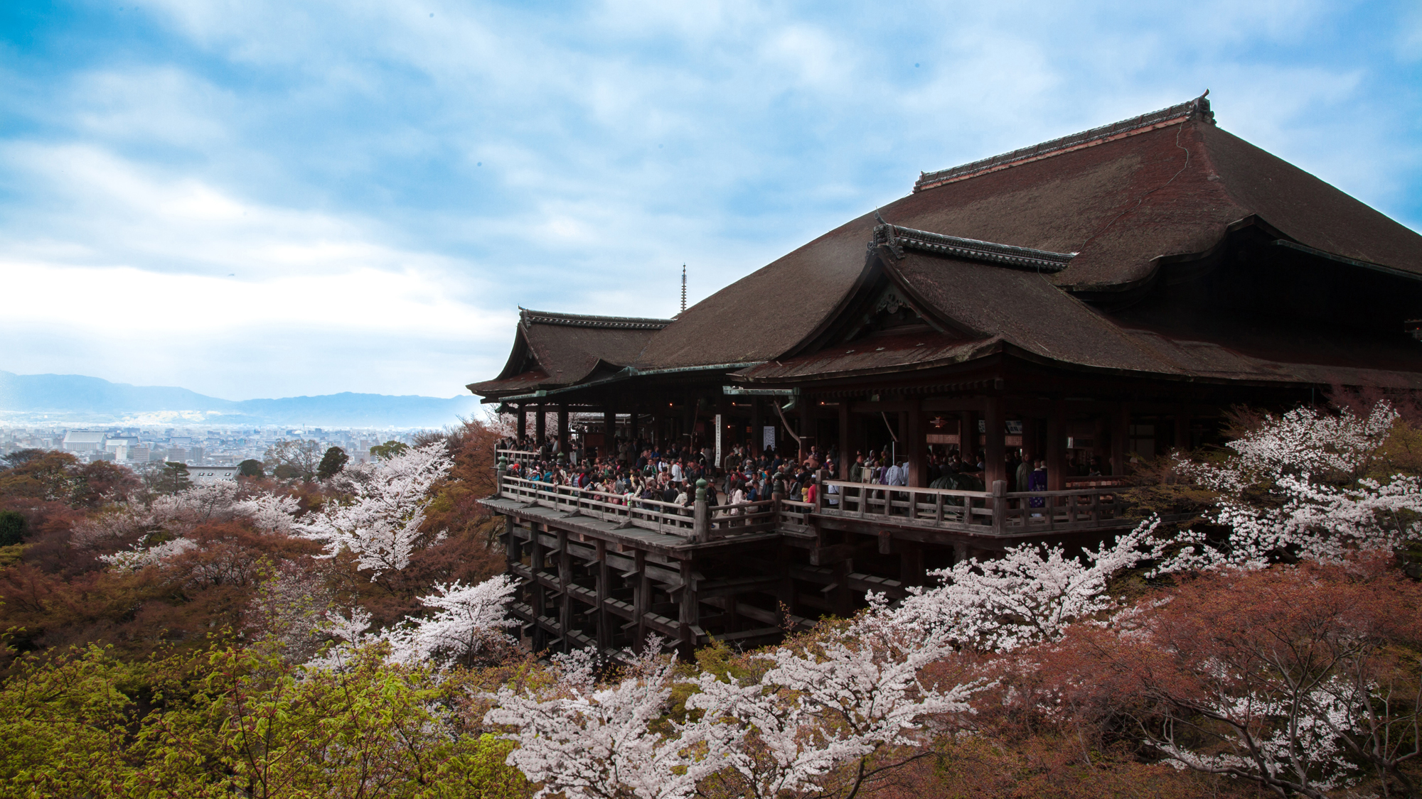 約1,500本の桜が咲き誇る世界遺産「清水寺」