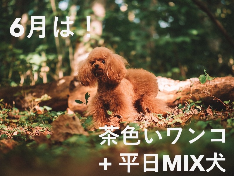 【６月限定】茶色いワンちゃん半額ステイプラン