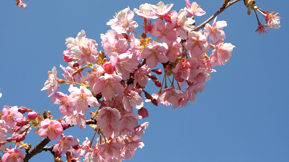 千歳川：桜（徒歩ですぐ）