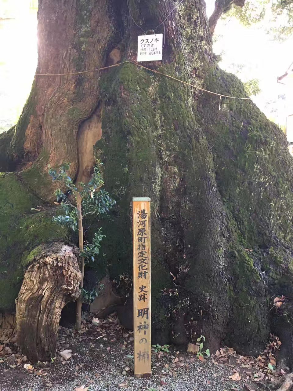 五所神社のくすのき（神社外）