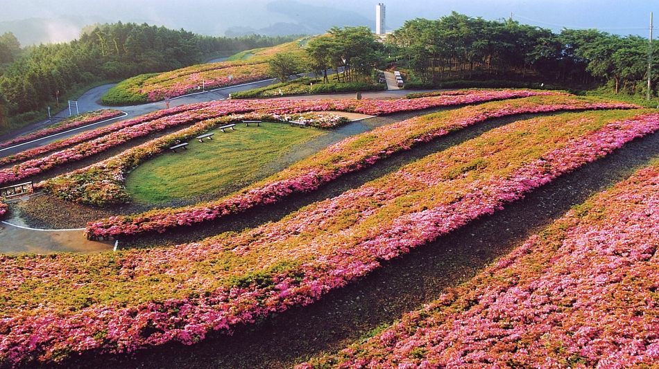 星ヶ山公園：さつき（車で30分）
