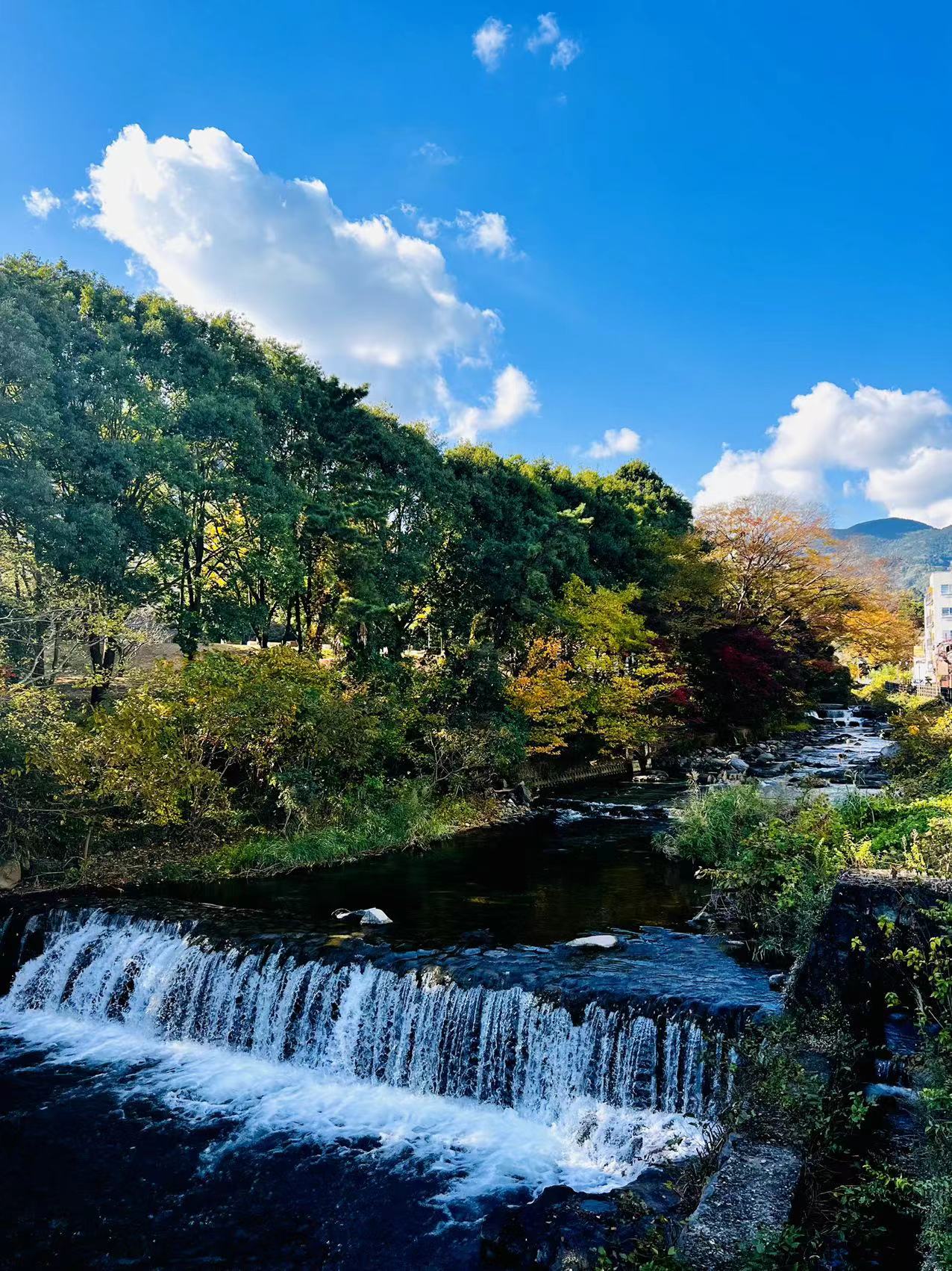 旅館近くの千歳川の秋景色