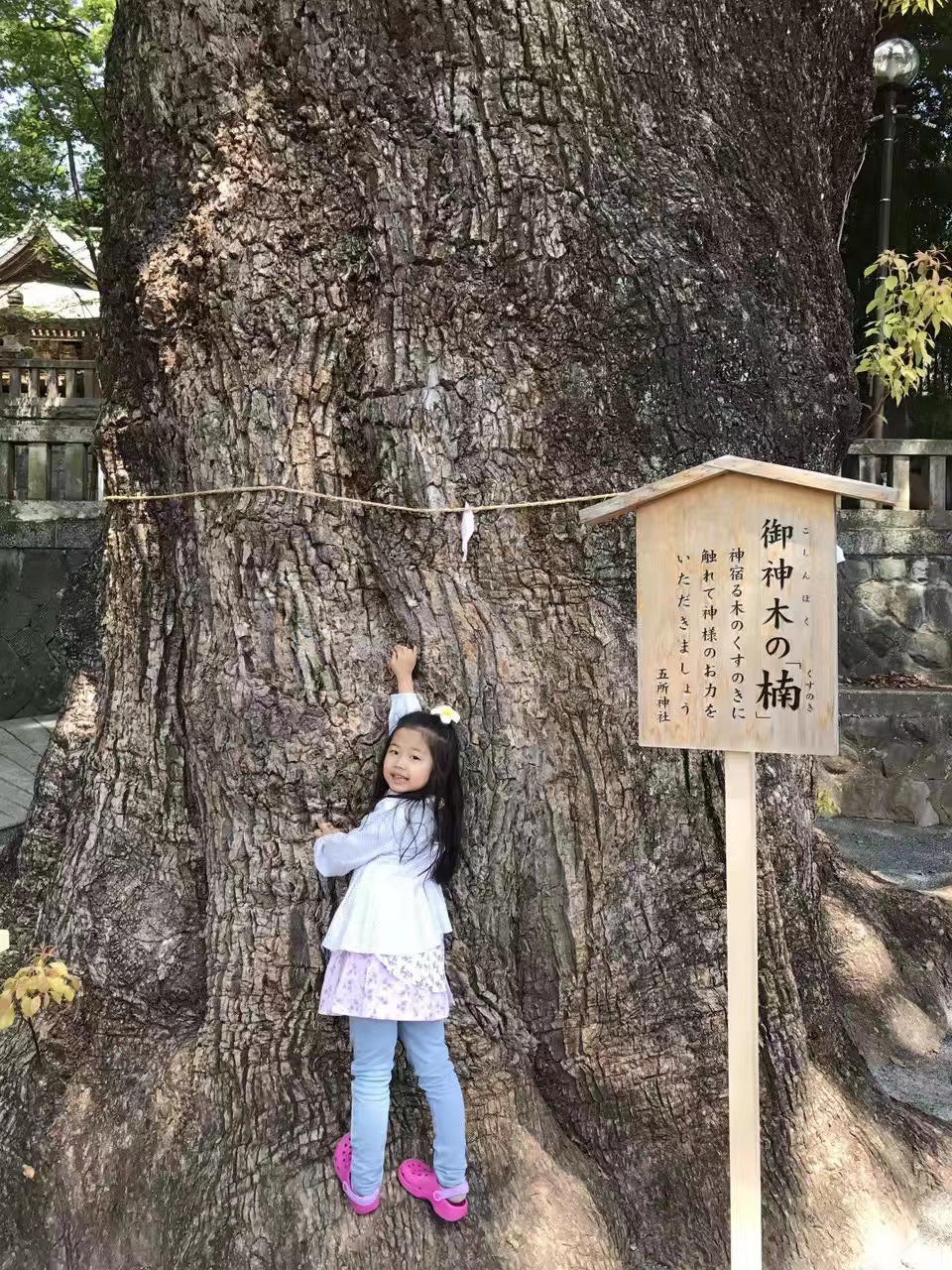 五所神社のくすのき（神社内）