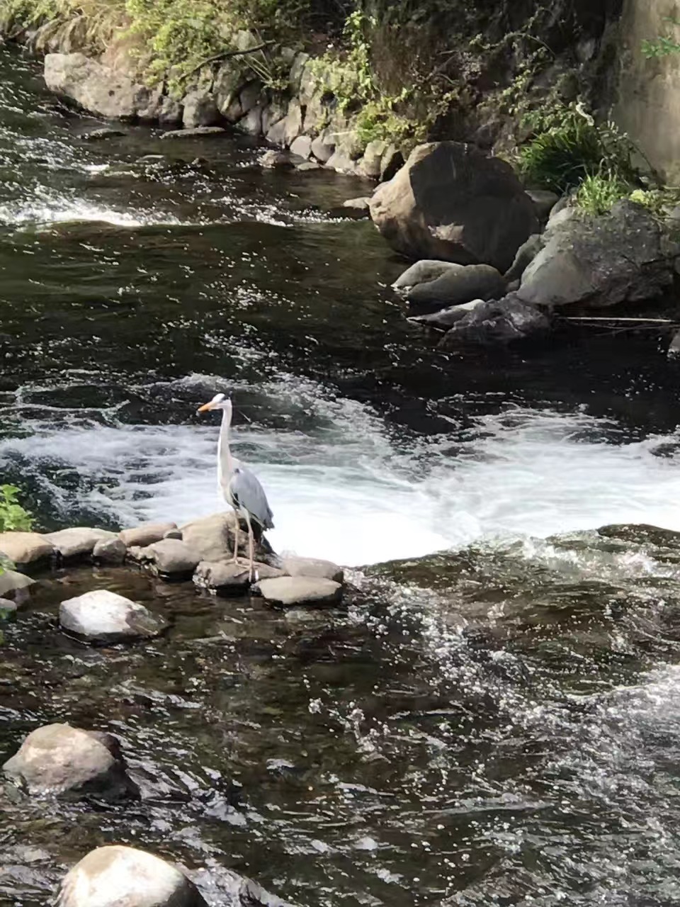 千歳川（当館近く）