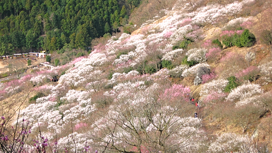 幕山公園（湯河原梅林）：車で15分