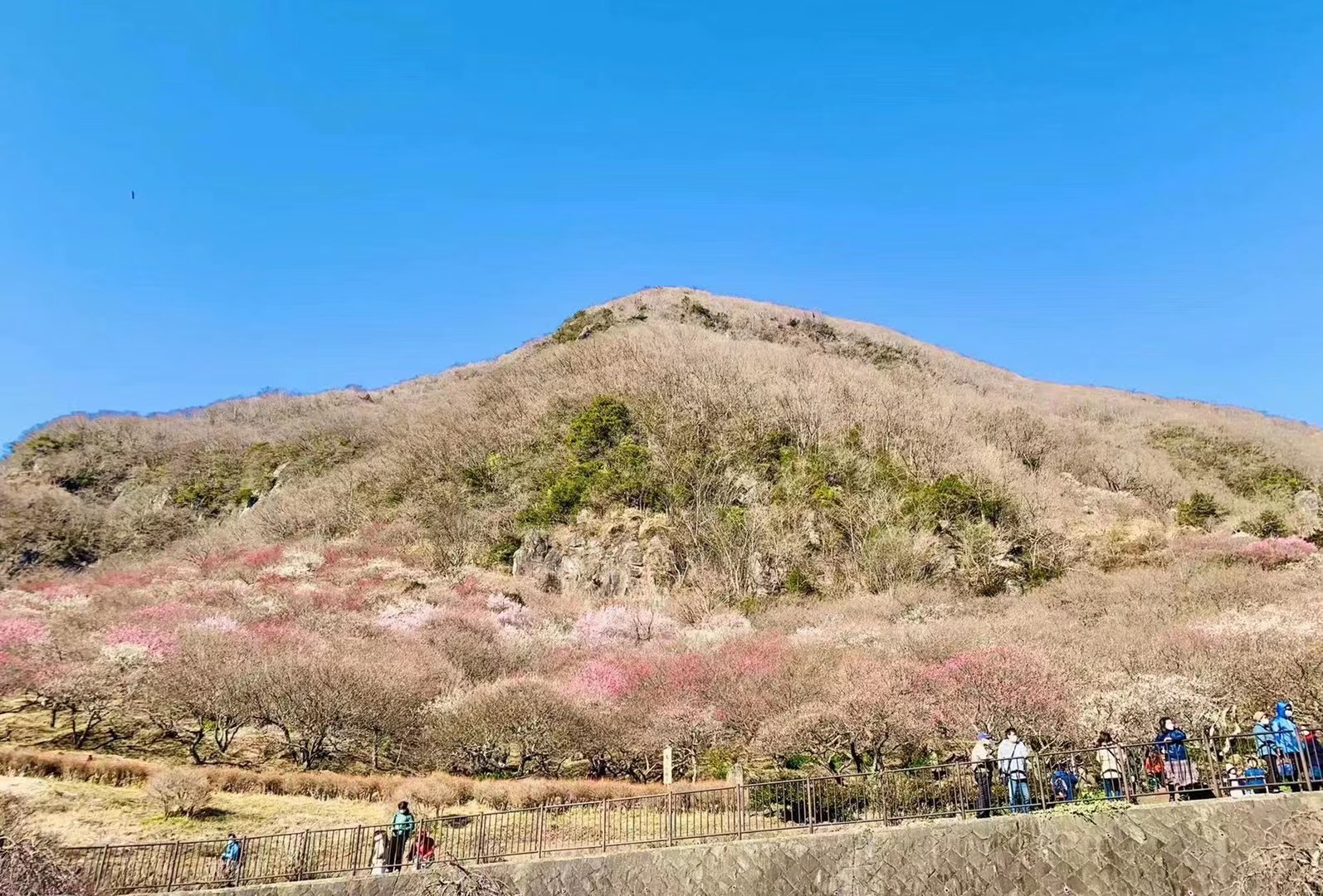 湯河原梅林（梅の宴）