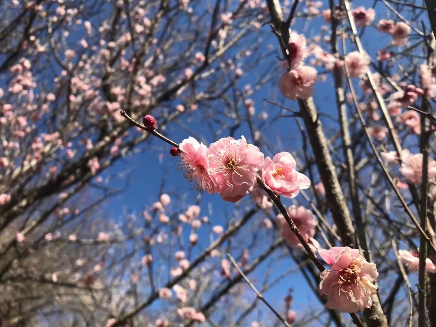 湯河原梅林（梅の宴）