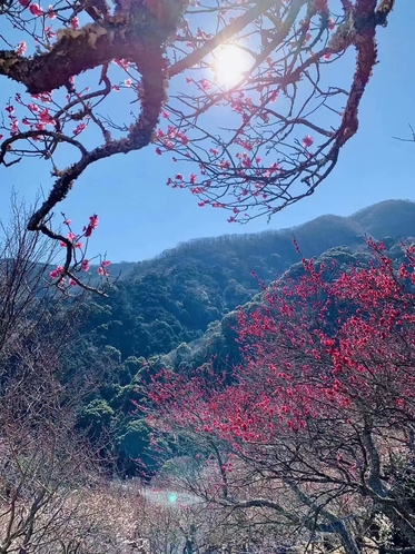 湯河原梅林（梅の宴）