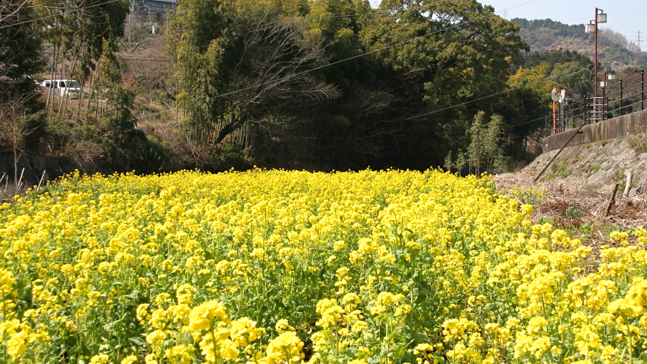 千歳川：菜の花（徒歩ですぐ）