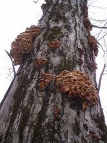 秋提供食材キノコ