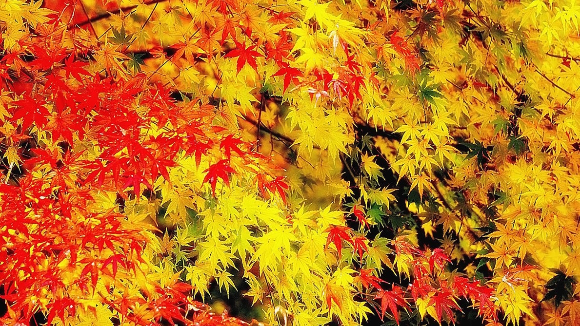 【紅葉を見に行こう】うれしい特典付き♪素泊まりプラン