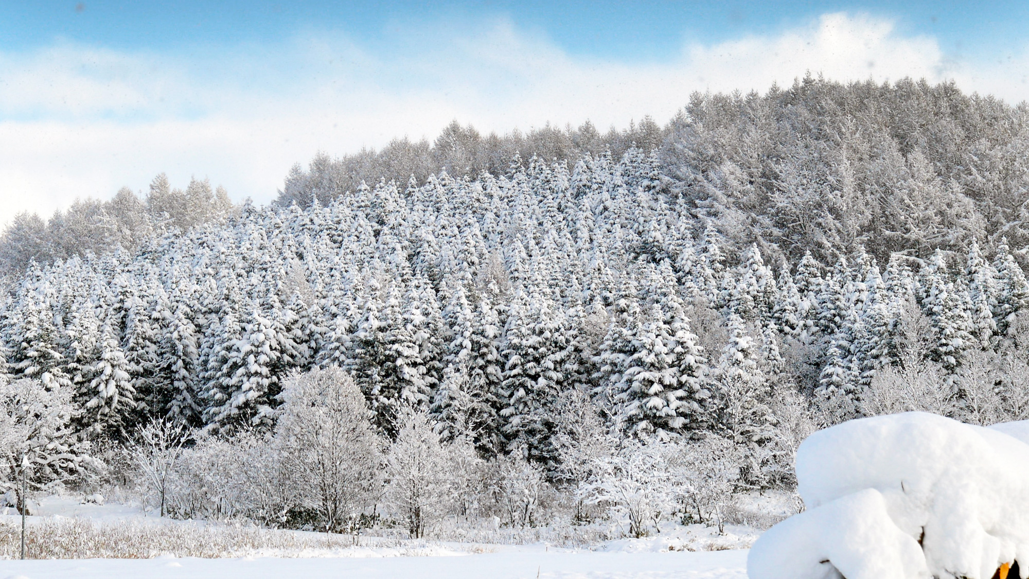 *[ニセコの冬風景]森の木々もパウダースノーに包まれて真っ白！