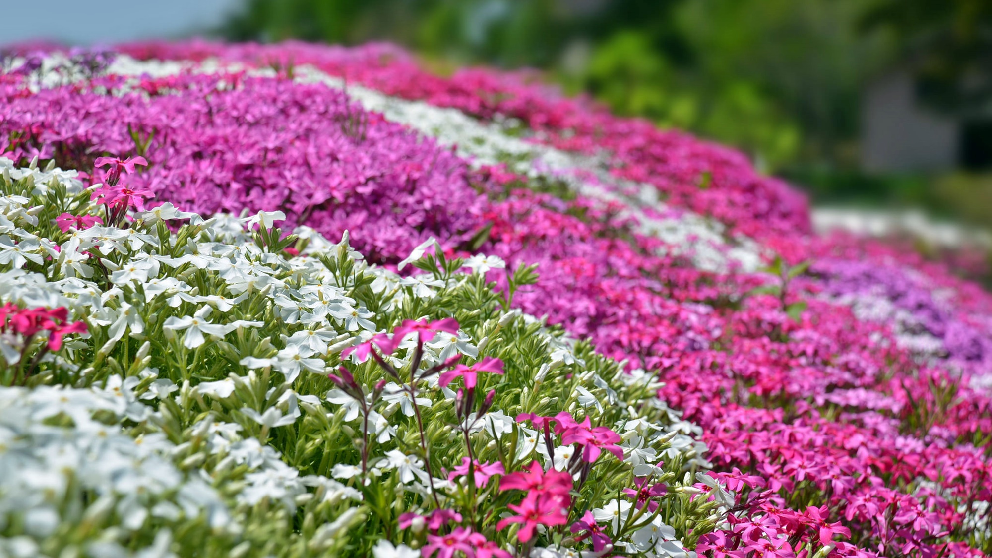 *[ニセコの春風景]色とりどりのお花が咲き乱れる華やかな季節の到来♪