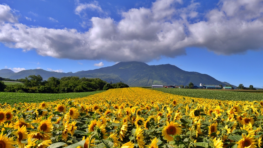 *[ニセコの夏風景]一面のヒマワリ畑は圧巻！絵画のようなニセコの風景を思い出に。