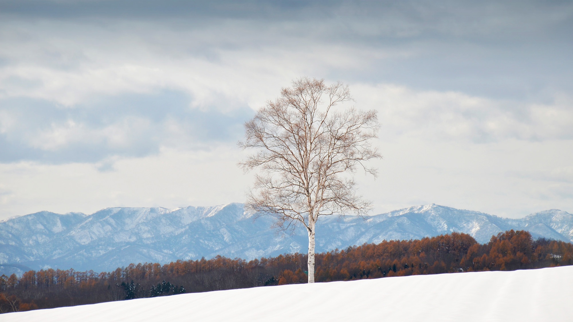 *[ニセコの冬風景]北海道の屋根・ニセコ連邦と1本の白樺の木。 