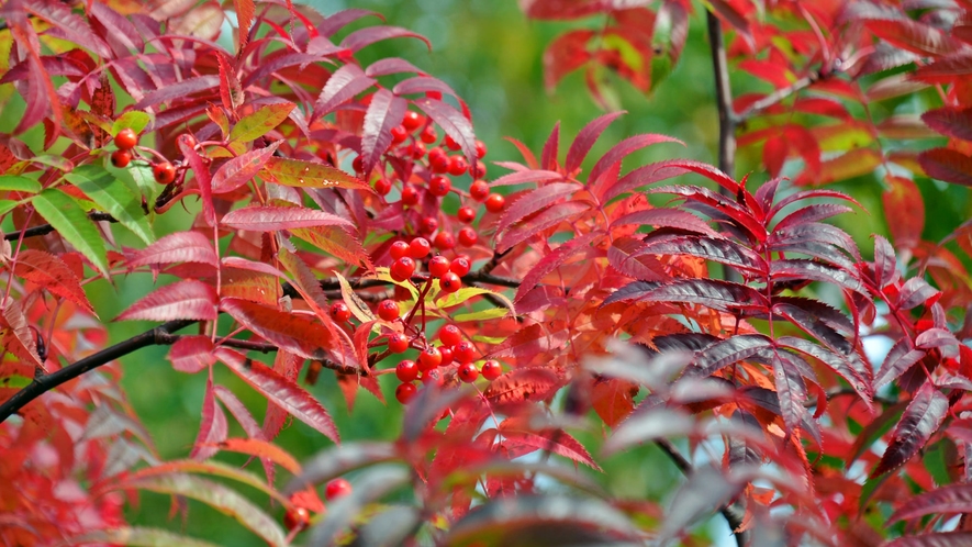 *[ニセコの秋風景]ナナカマドの木。紅葉の時期は葉も真っ赤に色付きます。
