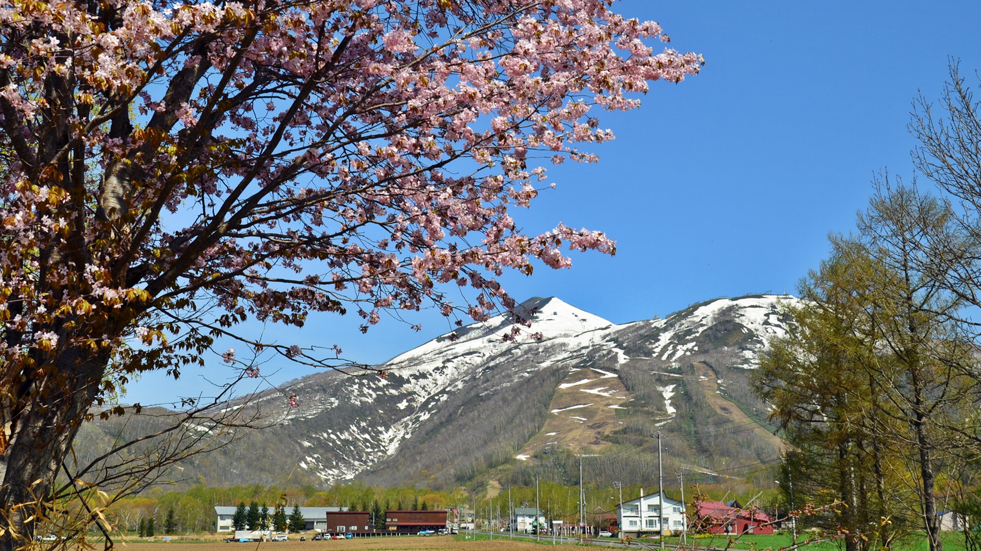 *[ニセコの春風景]雄大な山々と春の訪れを告げる桜の花。アンヌプリの春の風景。