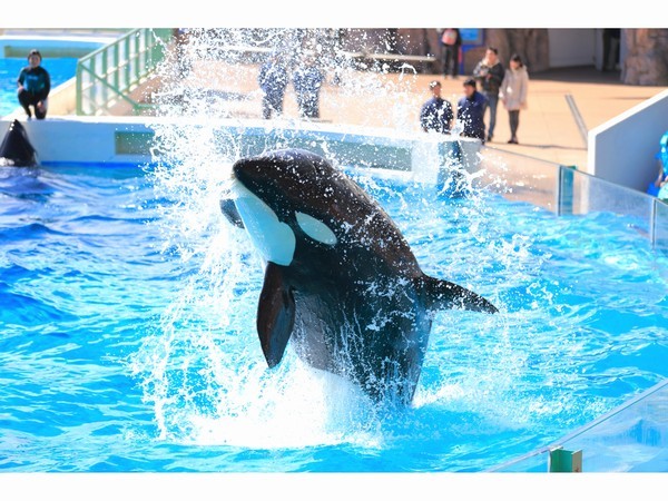 Kamogawa Sea World Orca