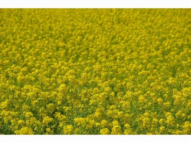 南房総の春の代名詞！菜の花畑は一面黄色のじゅうたんのようです。