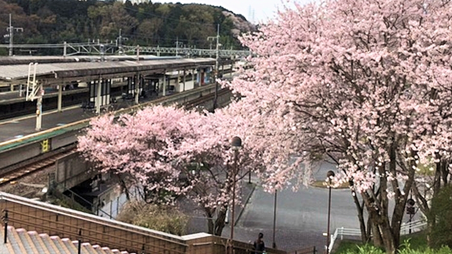 春になると、おごと温泉駅からホテルへ向かう途中も桜がお出迎えしてくれます。