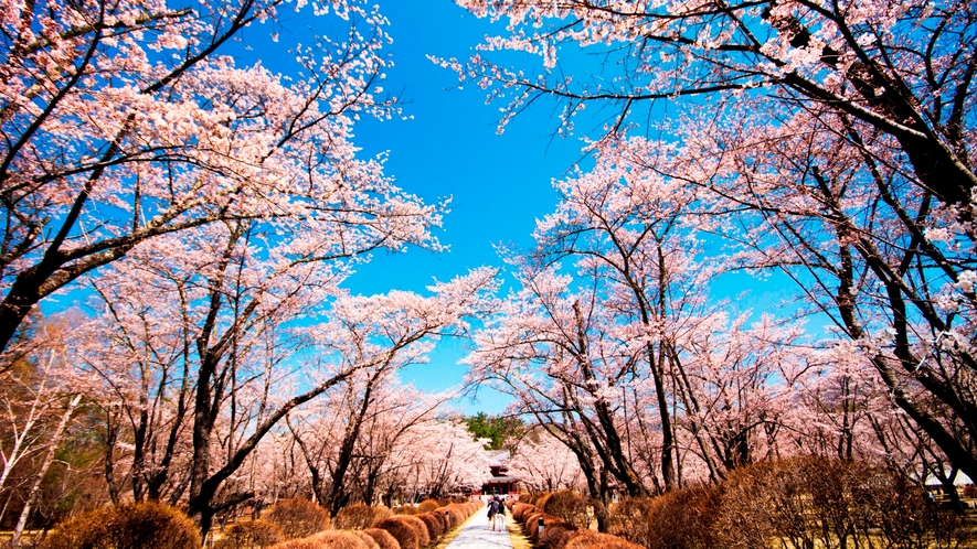 聖光寺の桜。本州で最後に咲くソメイヨシノとして有名です。GWが見ごろです。