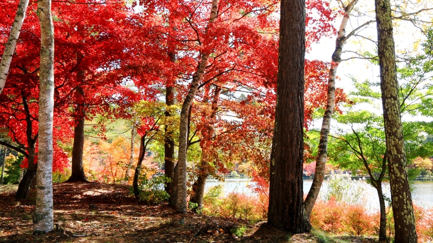 蓼科湖の秋は湖面に映る真っ赤な紅葉が鮮やか！