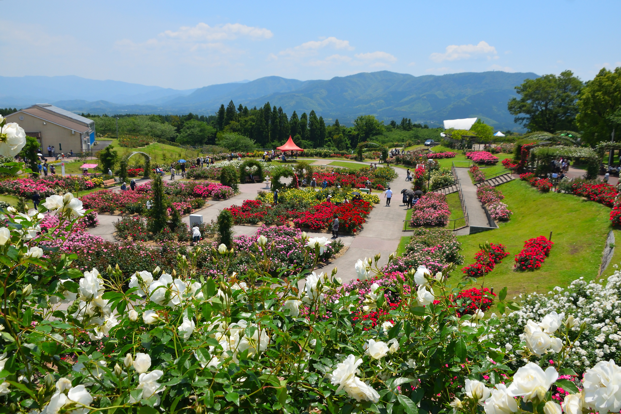 かのやばら園