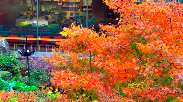 【特選会席】＜訳あり特価＆ポイントUP＞厳選の旬魚・旬彩・ブランド牛に舌鼓を打つ＜■月花会席＞