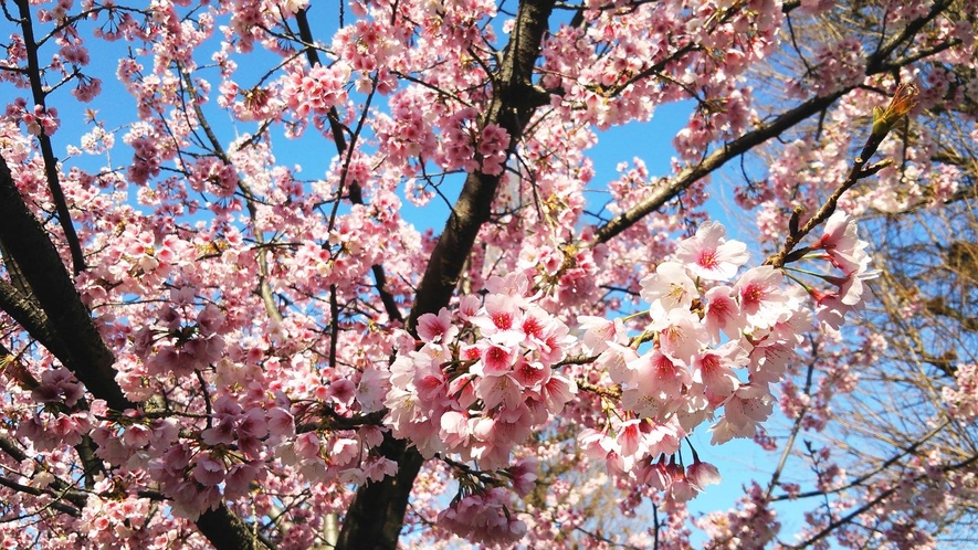 春には満開の桜が見られます☆