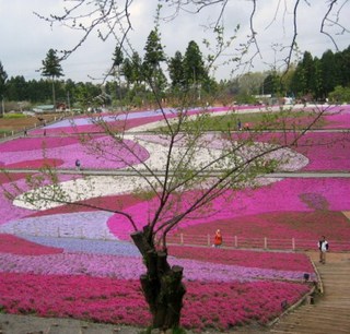 芝桜1