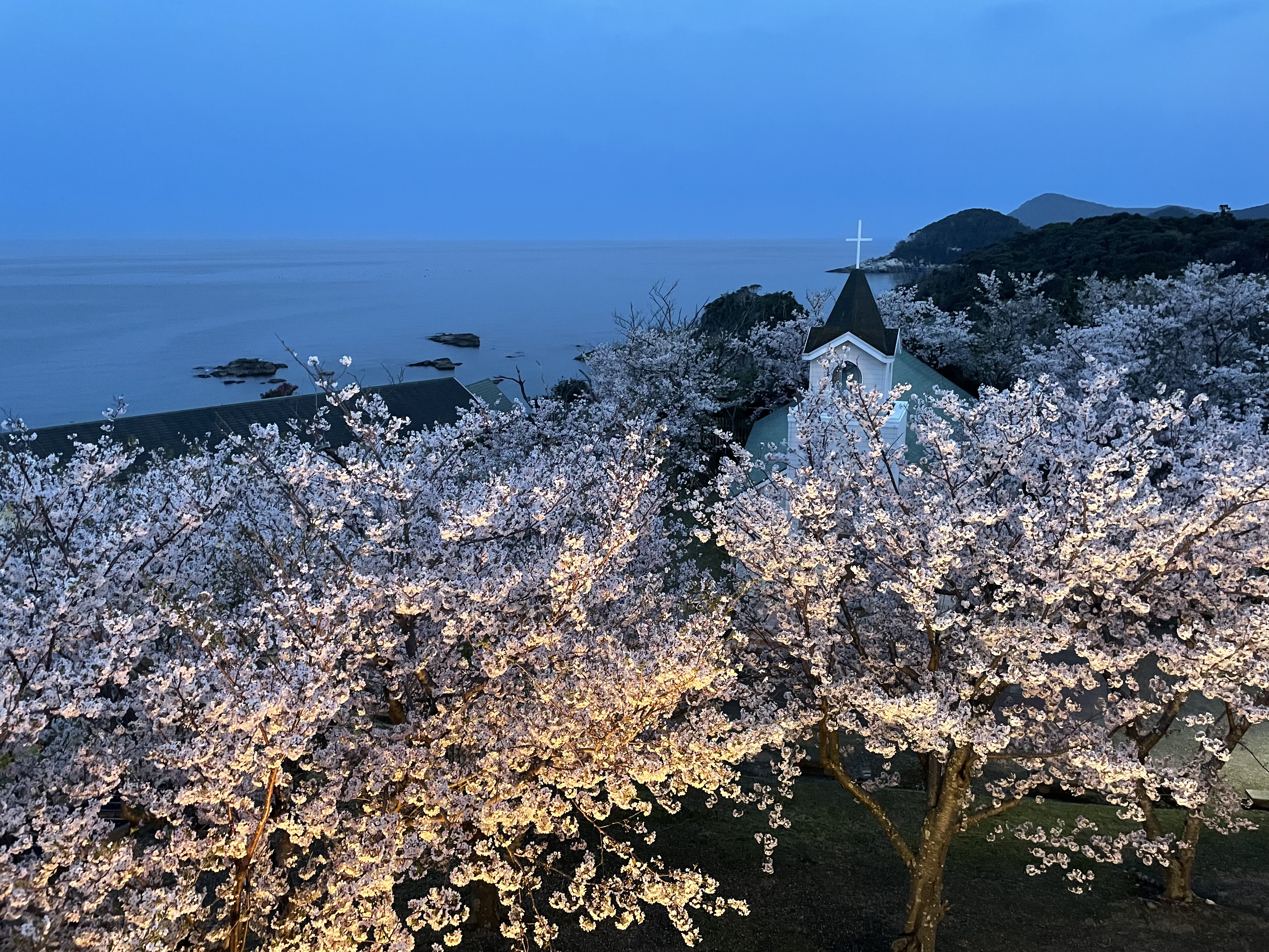 夕方の桜