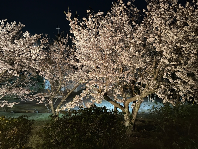 ライトアップされた桜をご覧ください。