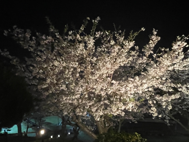 夜の桜も雰囲気が変わって格別です。