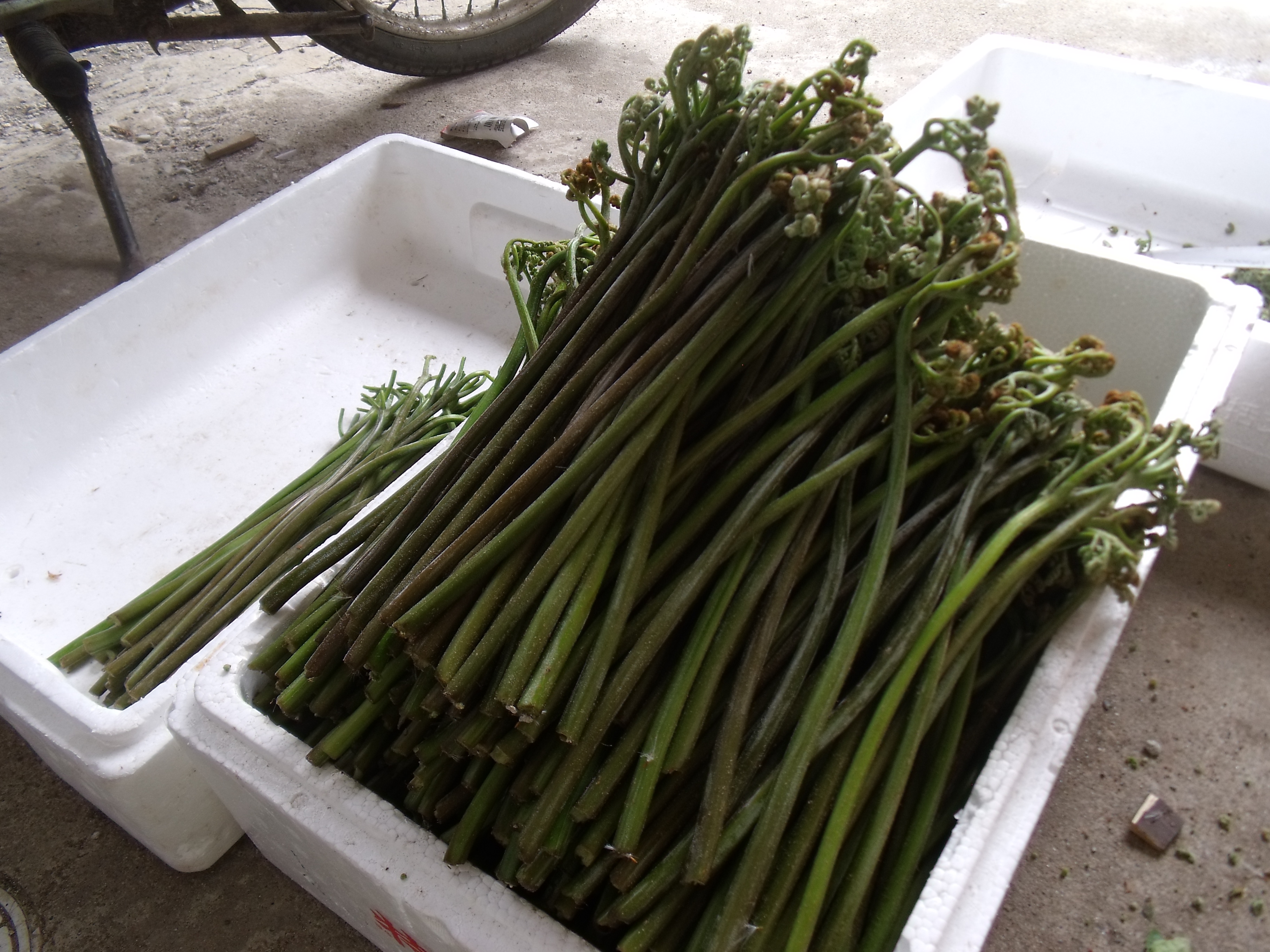 春の山菜　わらび