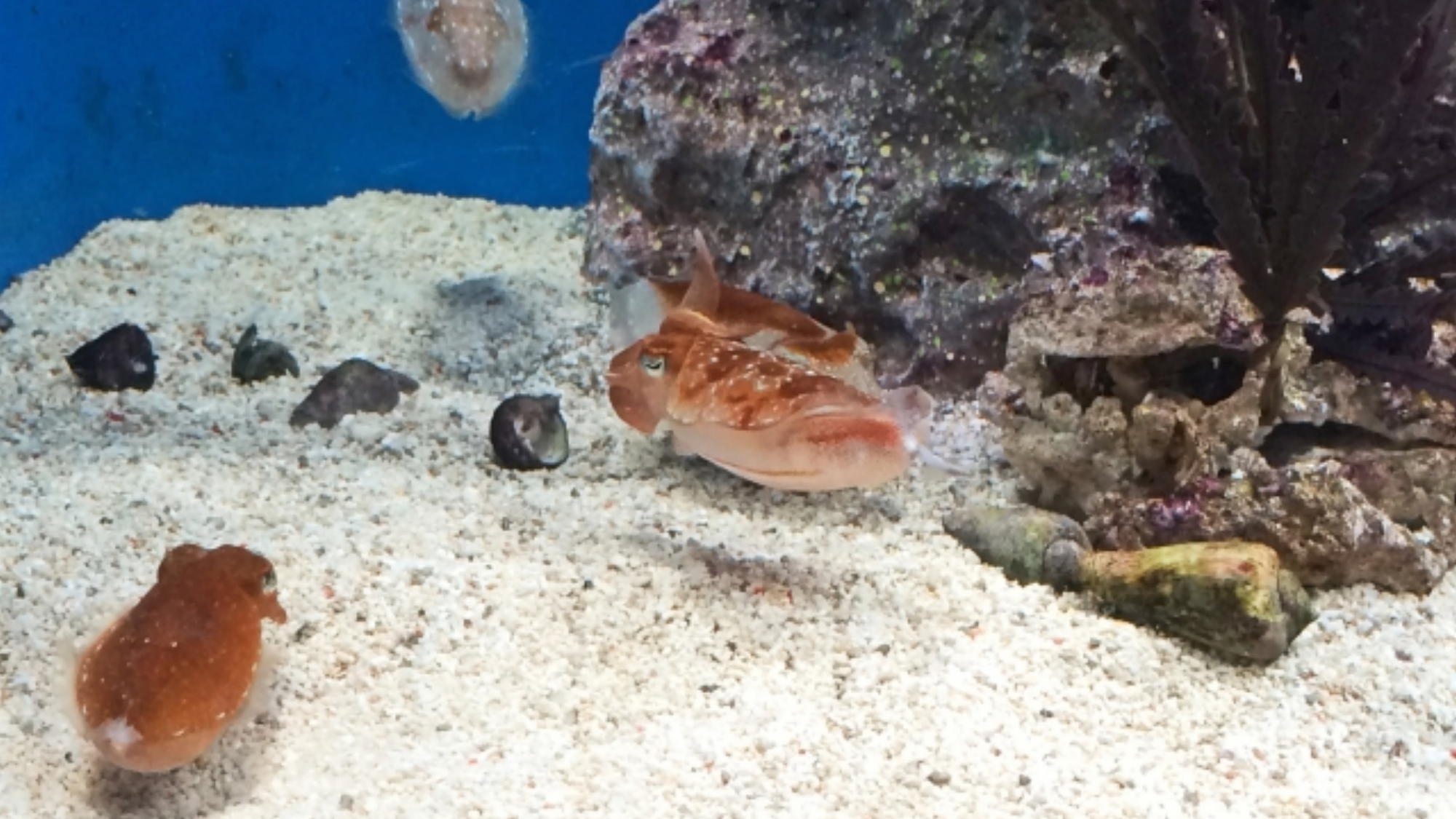 サンシャイン水族館