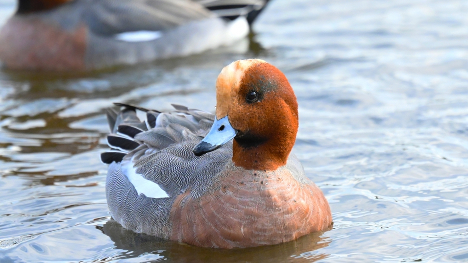 【湖畔バードウォッチング】野鳥の宝庫「神西湖」で野鳥観察を満喫！野鳥観察初心者の方も＜郷土会席＞